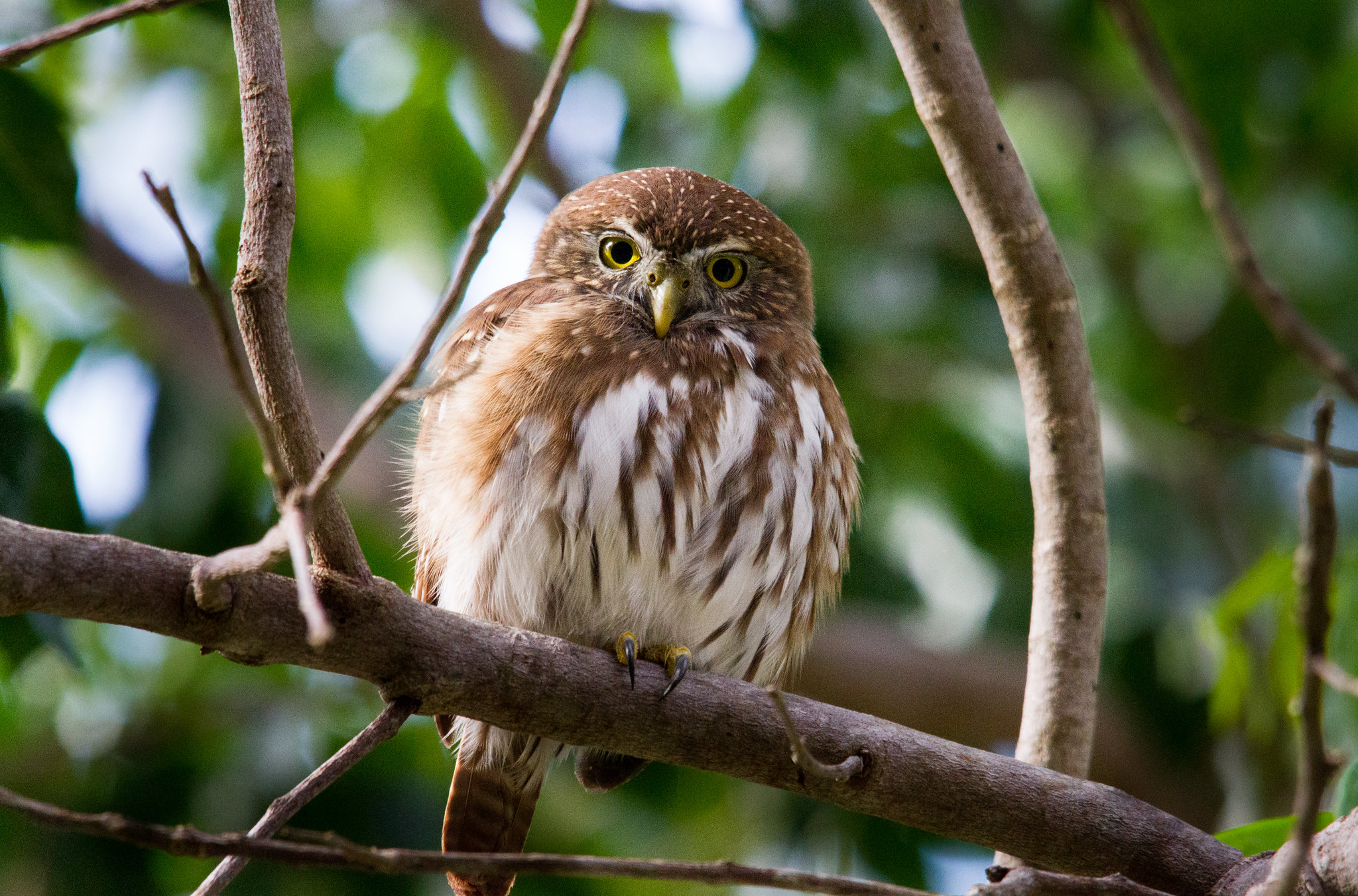 Local weather Change May Be Actually Altering Birds