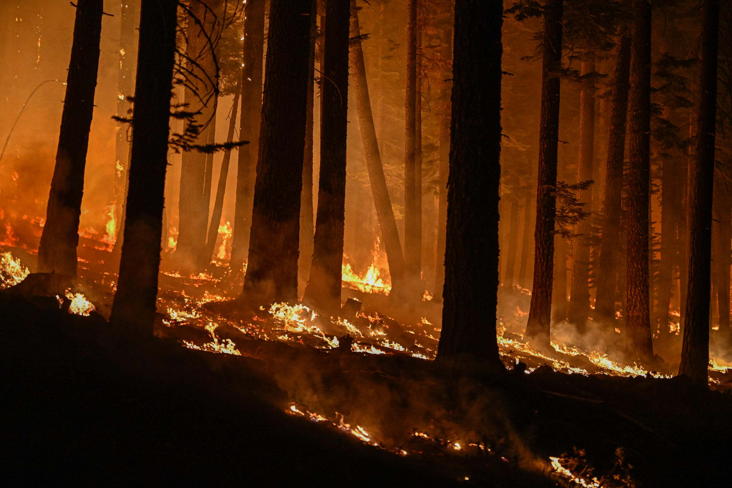 The place Forest Administration within the U.S. can Maintain Carbon in Forests