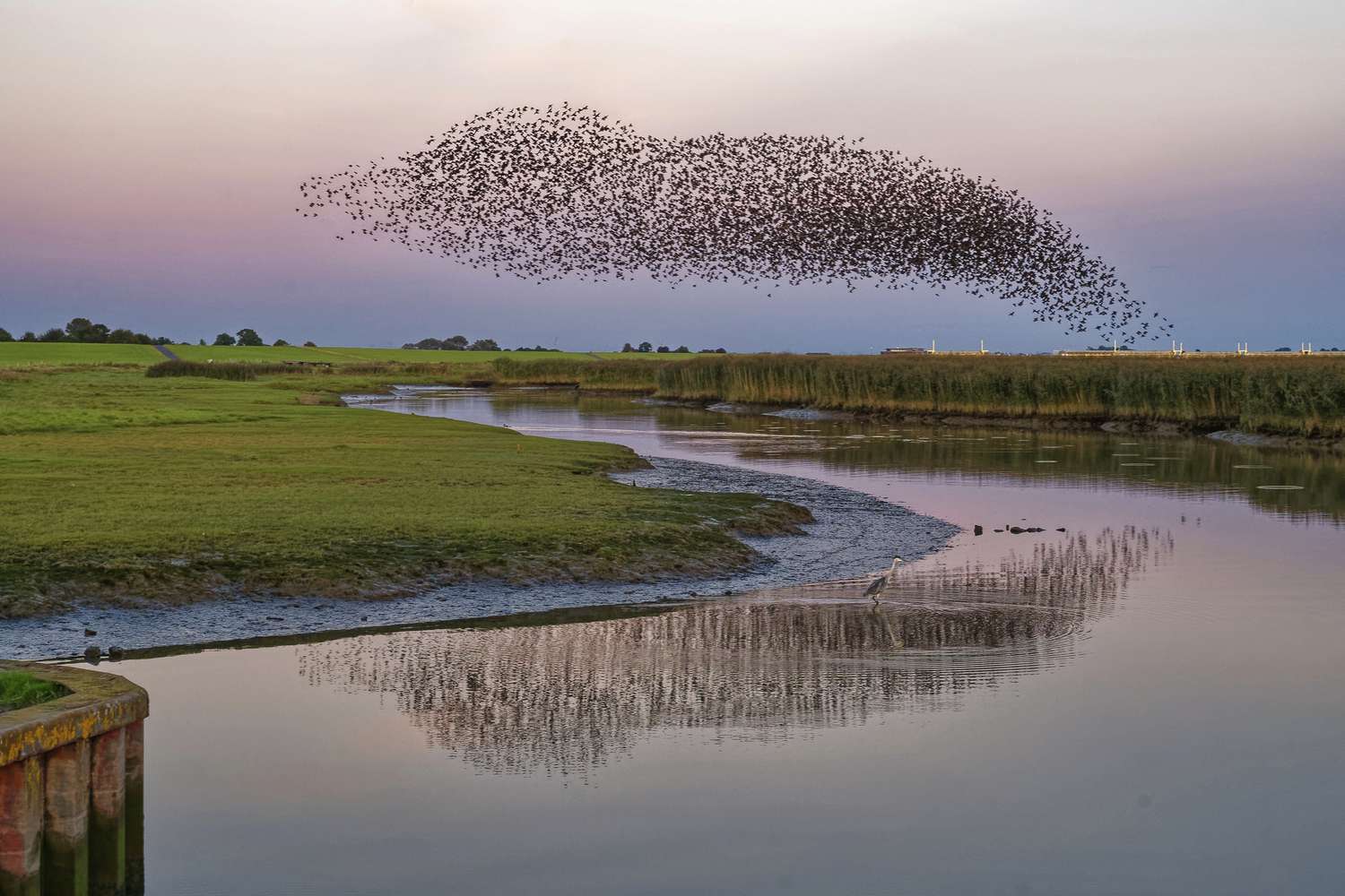 The Unimaginable Science Behind Starling Murmurations